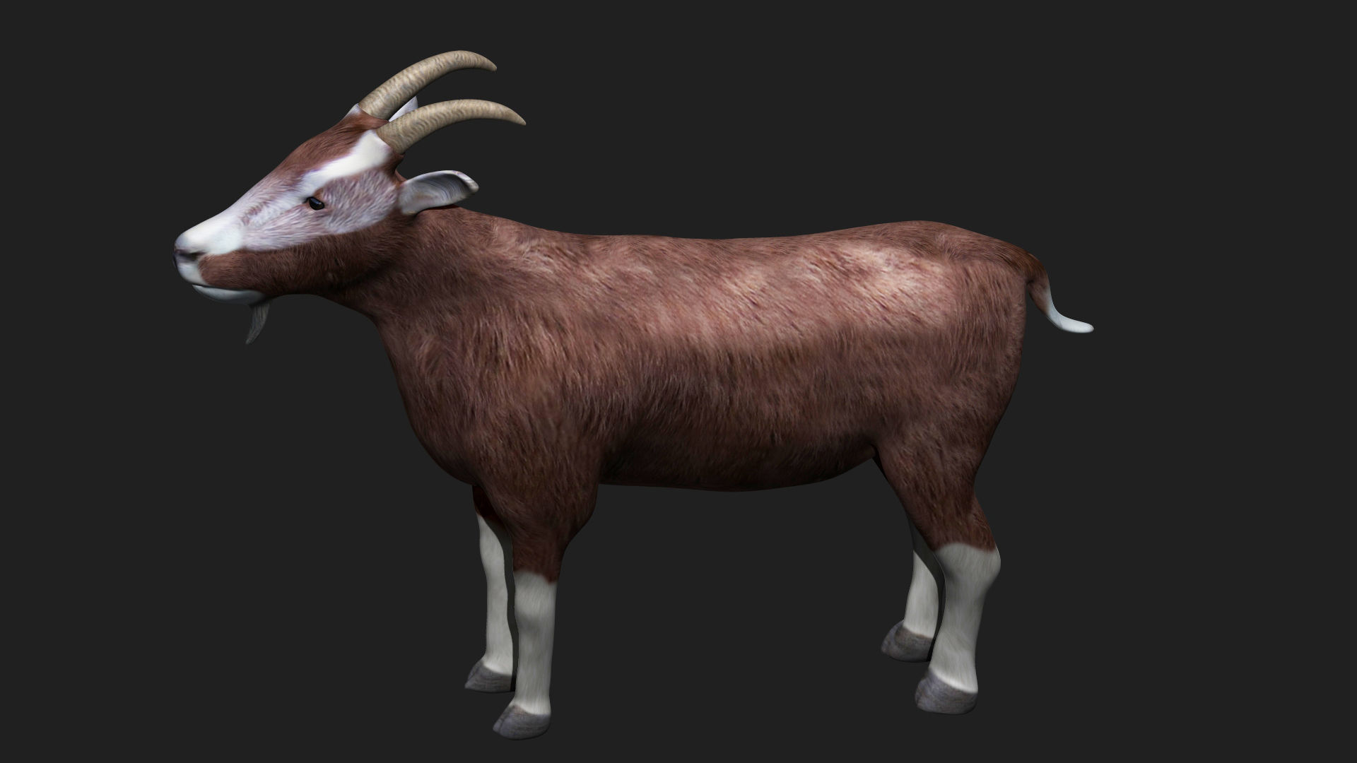 Goat fully rigged low polygon Low-poly 3D model_5