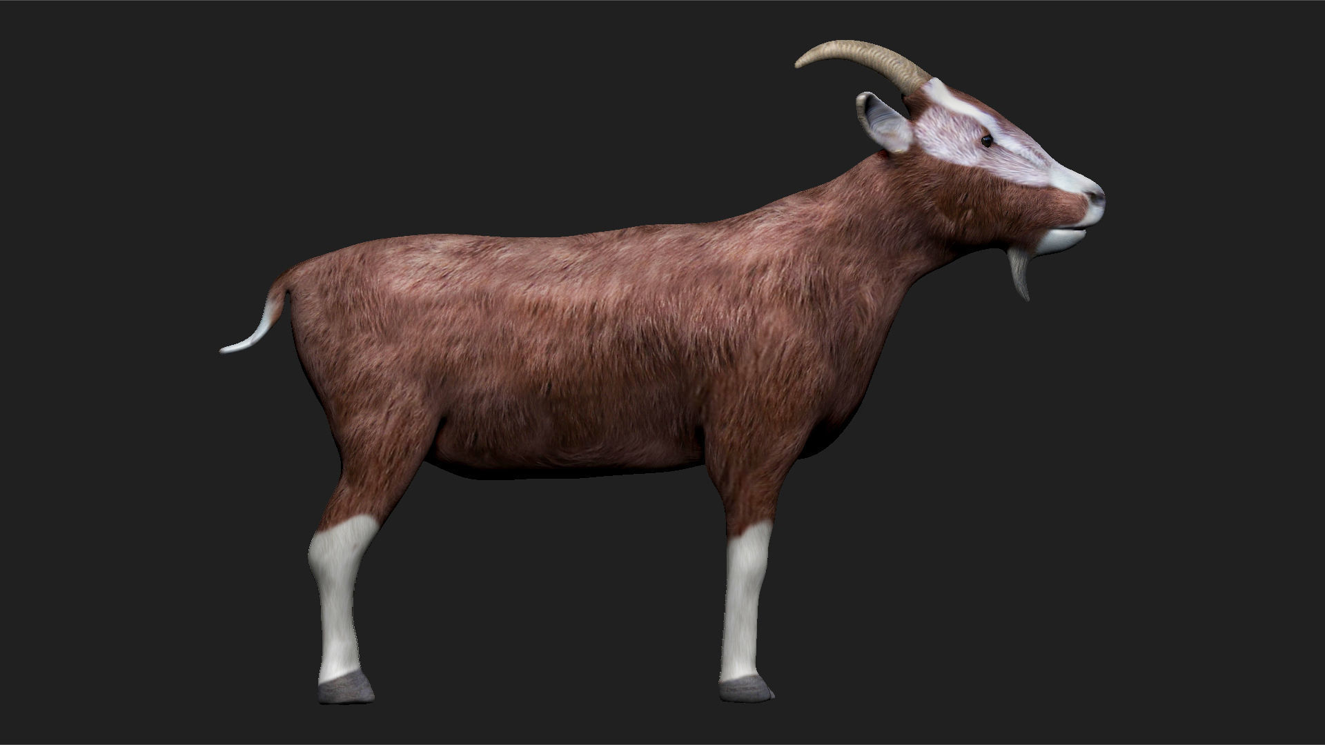 Goat fully rigged low polygon Low-poly 3D model_4