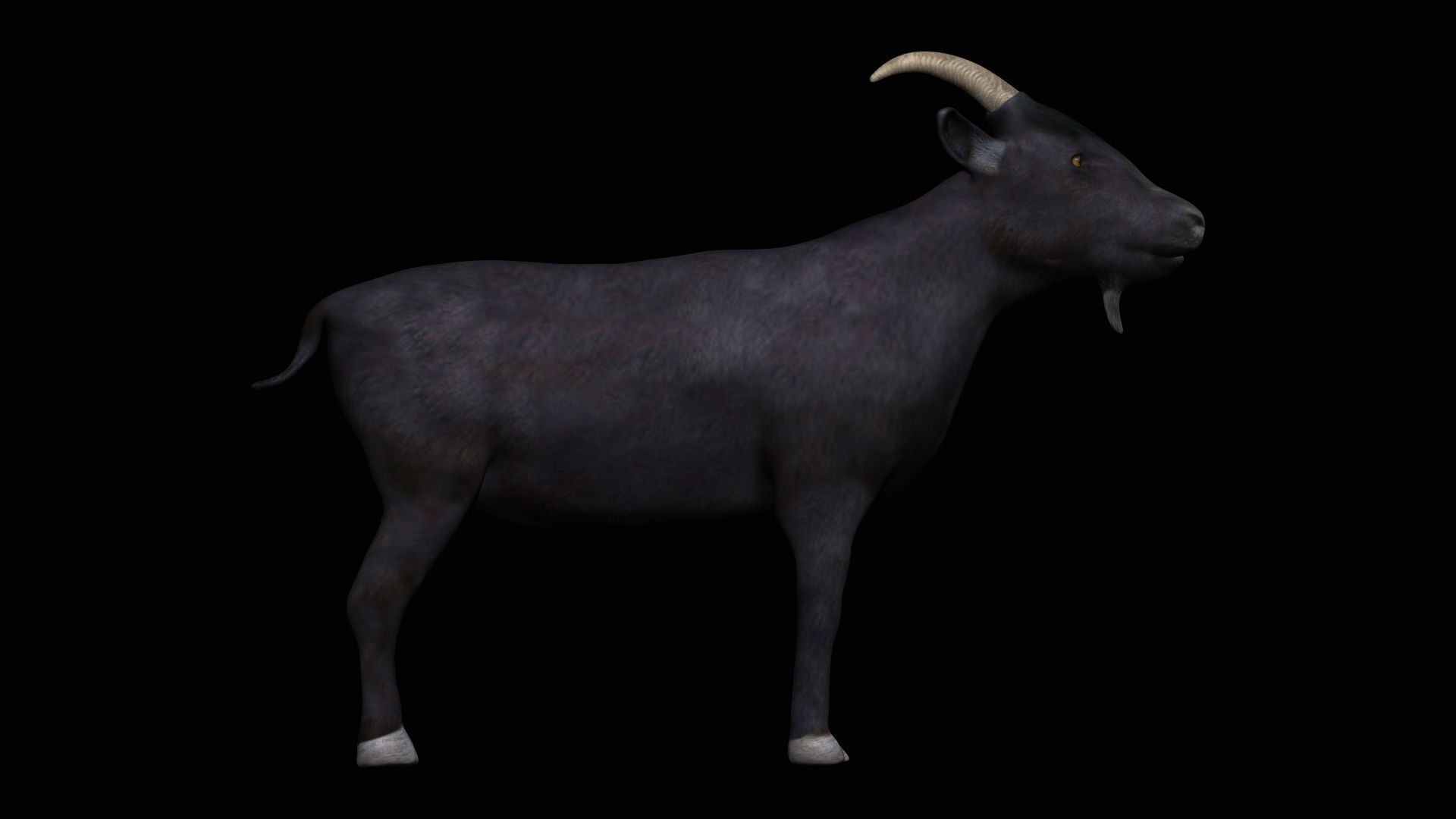 Black Goat Low-poly 3D model_4