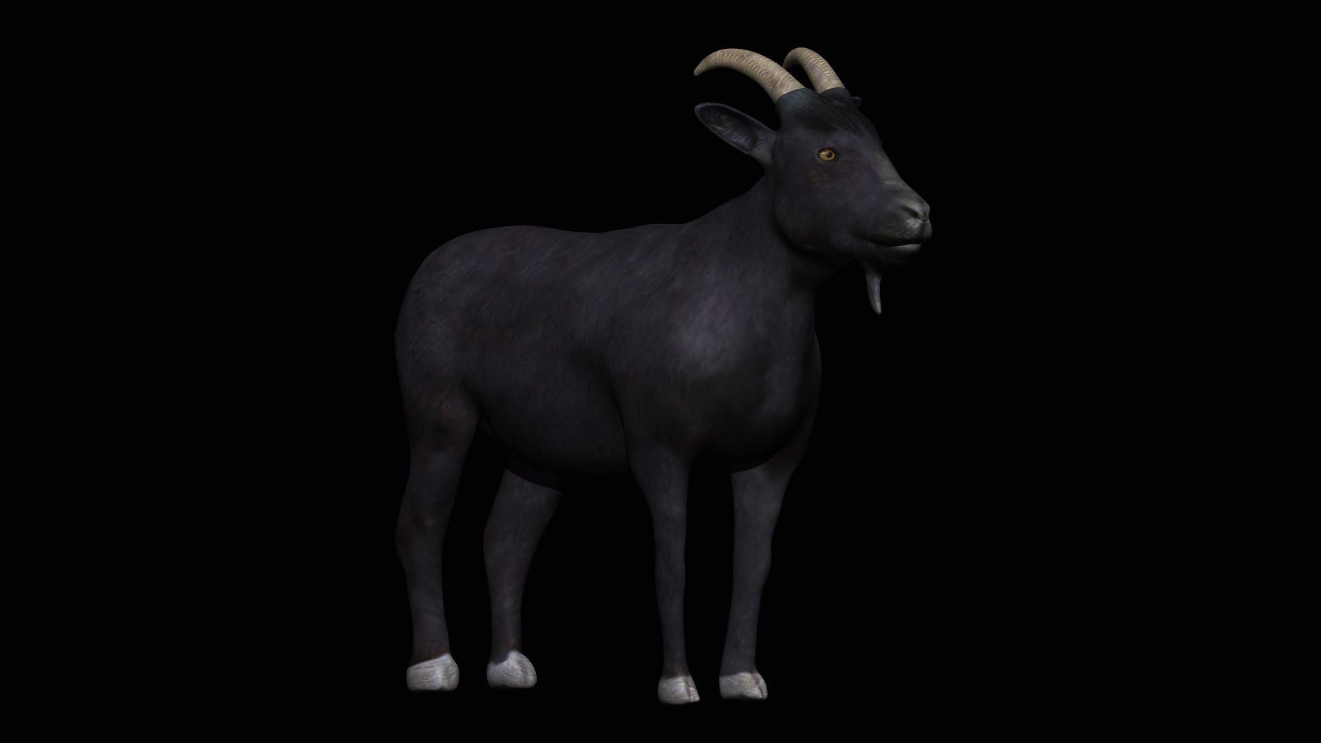 Black Goat Low-poly 3D model_1