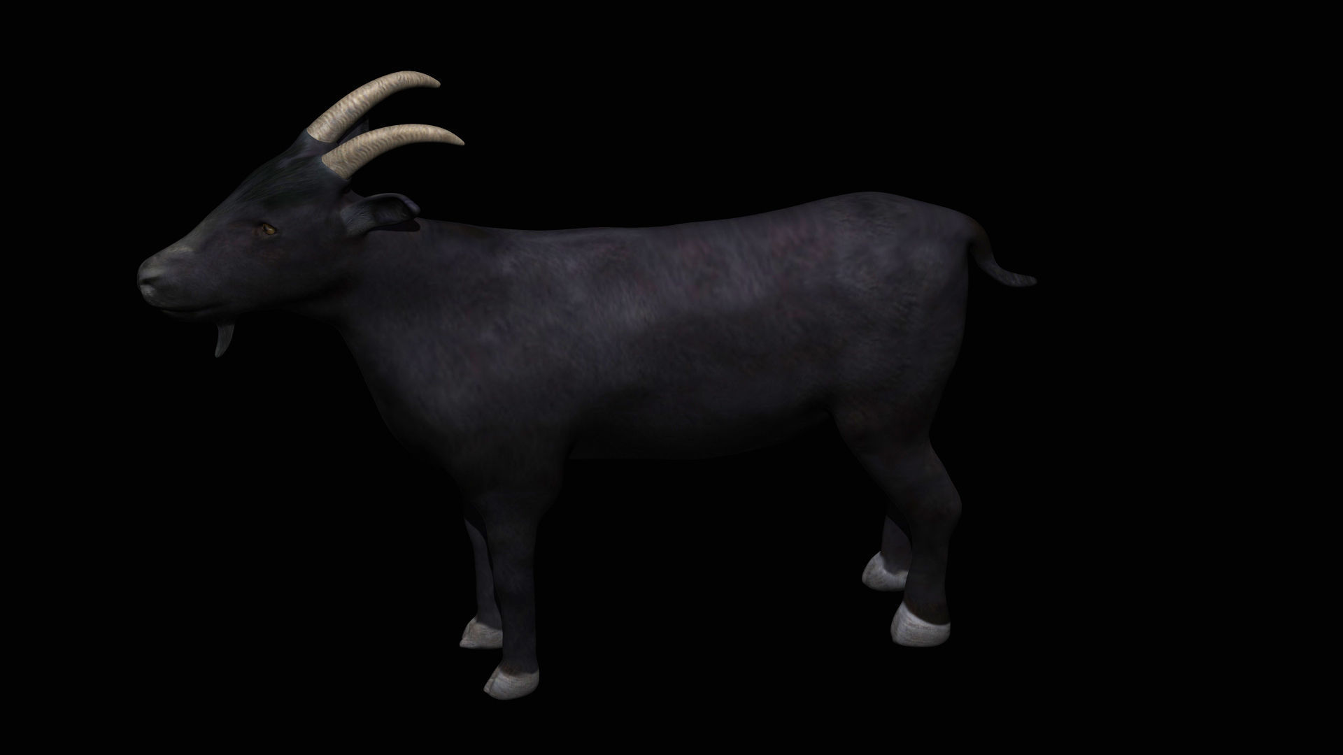 Black Goat Low-poly 3D model_5