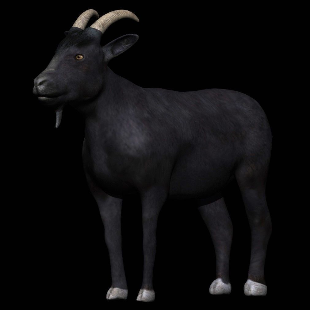 Black Goat Low-poly 3D model_6