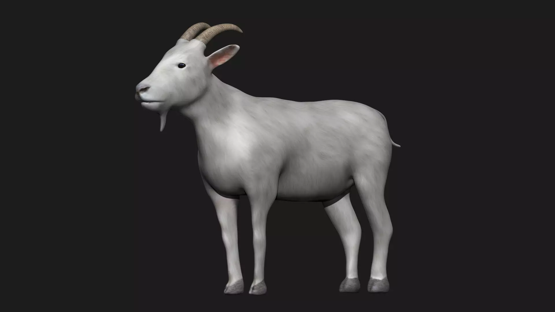 White Goat Low-poly 3D model_0