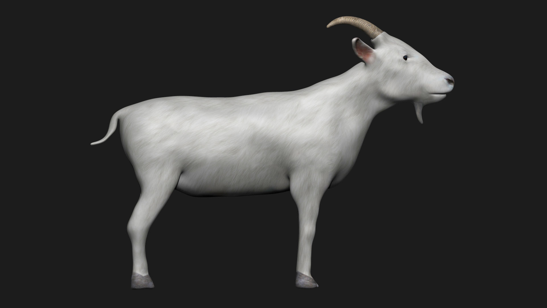 White Goat Low-poly 3D model_4