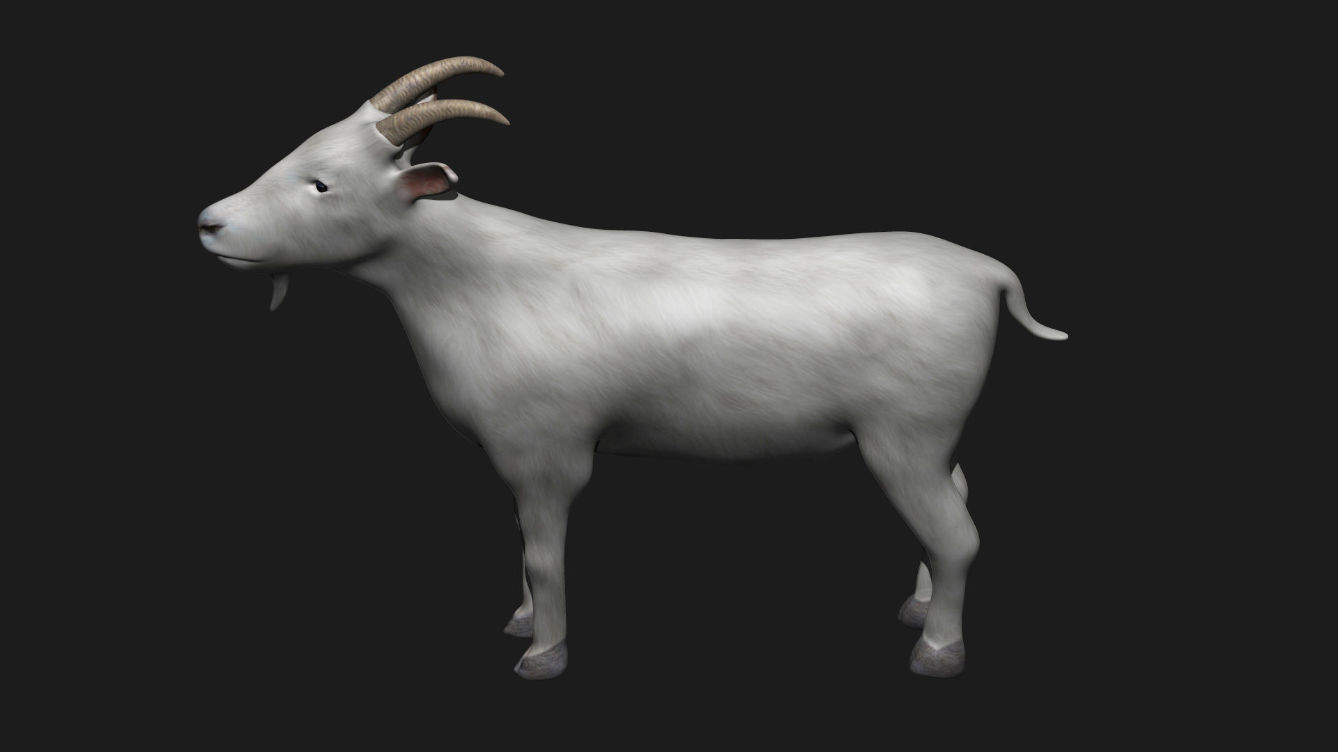 White Goat Low-poly 3D model_5