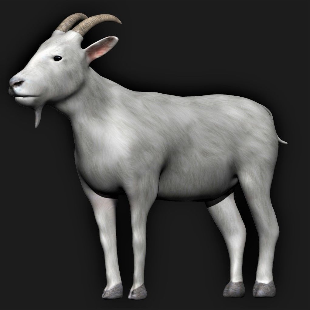 White Goat Low-poly 3D model_2