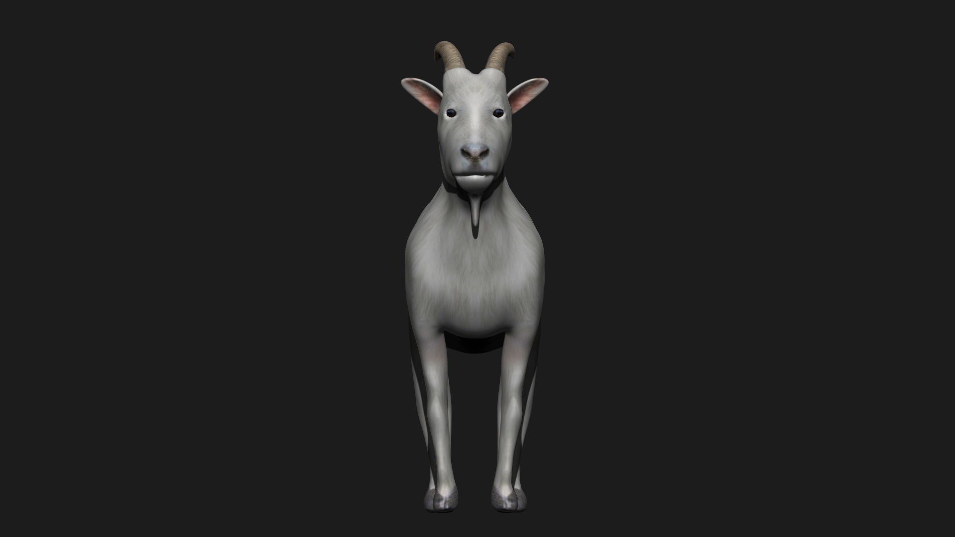 White Goat Low-poly 3D model_1