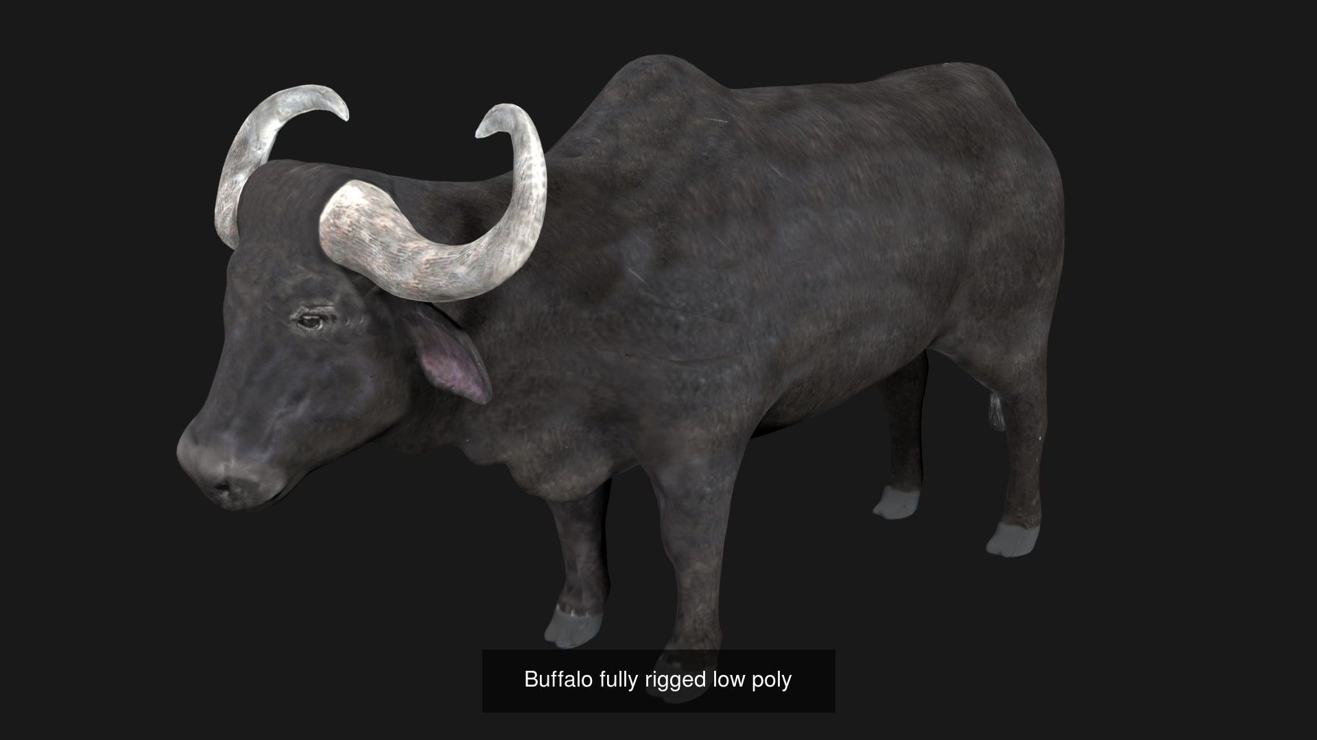 Farm animals 3D Model Collection_8