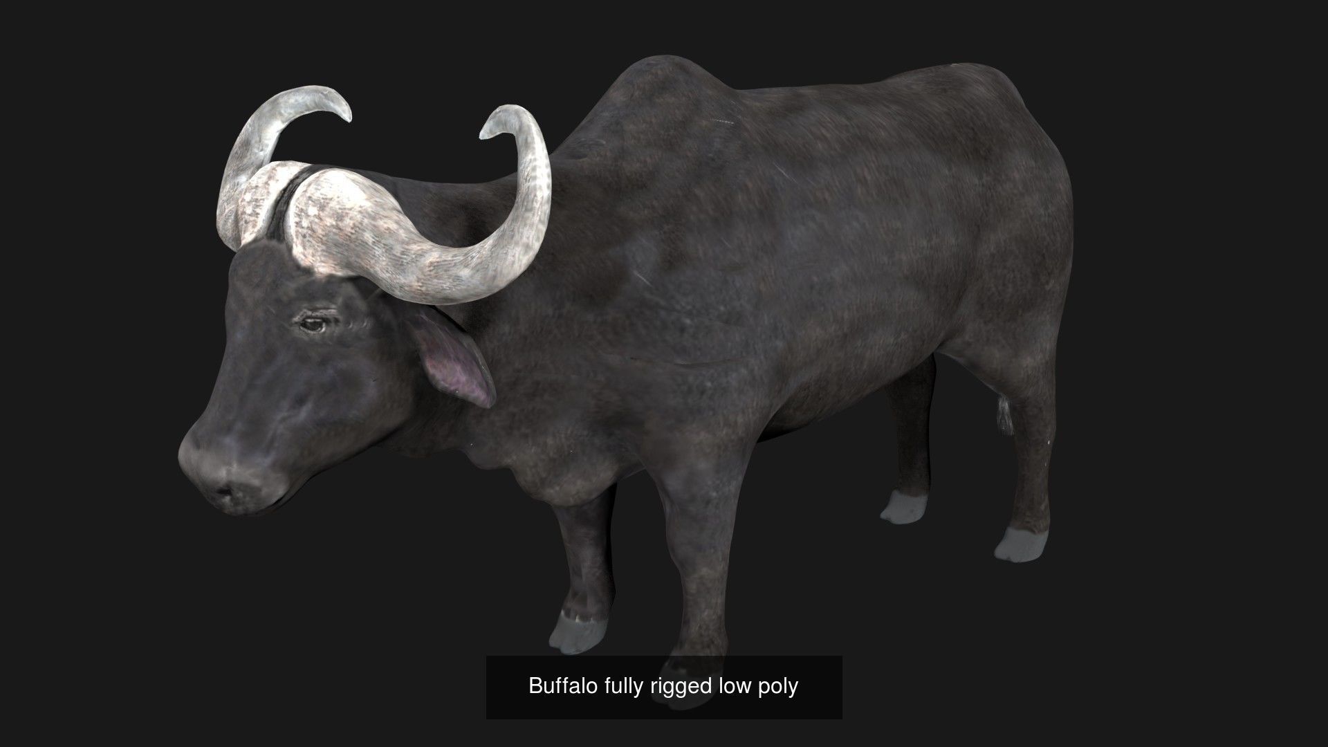 Farm animals 3D Model Collection_4