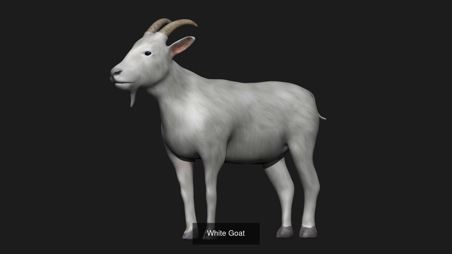 Farm animals 3D Model Collection_7
