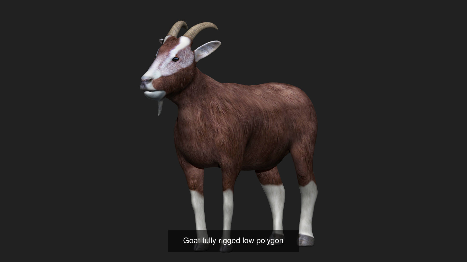 Farm animals 3D Model Collection_3
