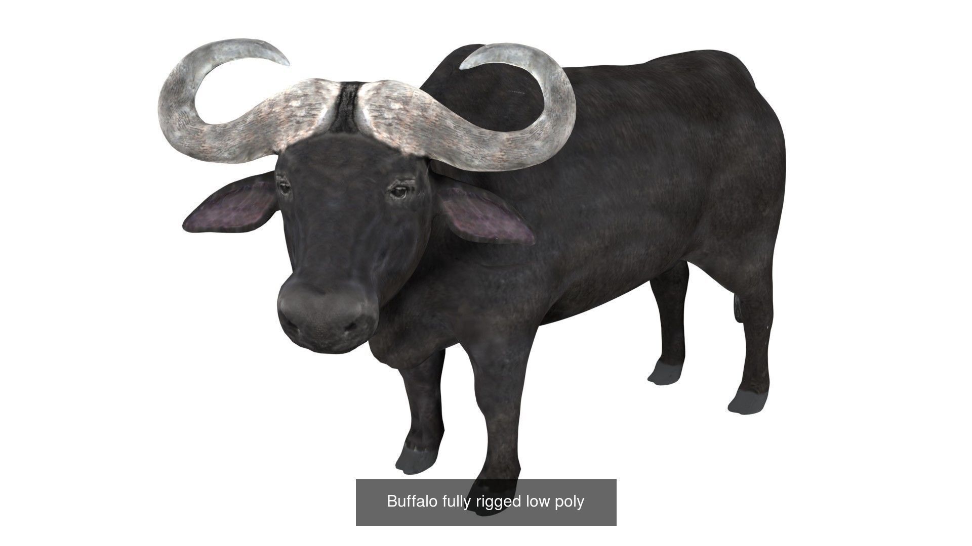 Farm animals 3D Model Collection_2