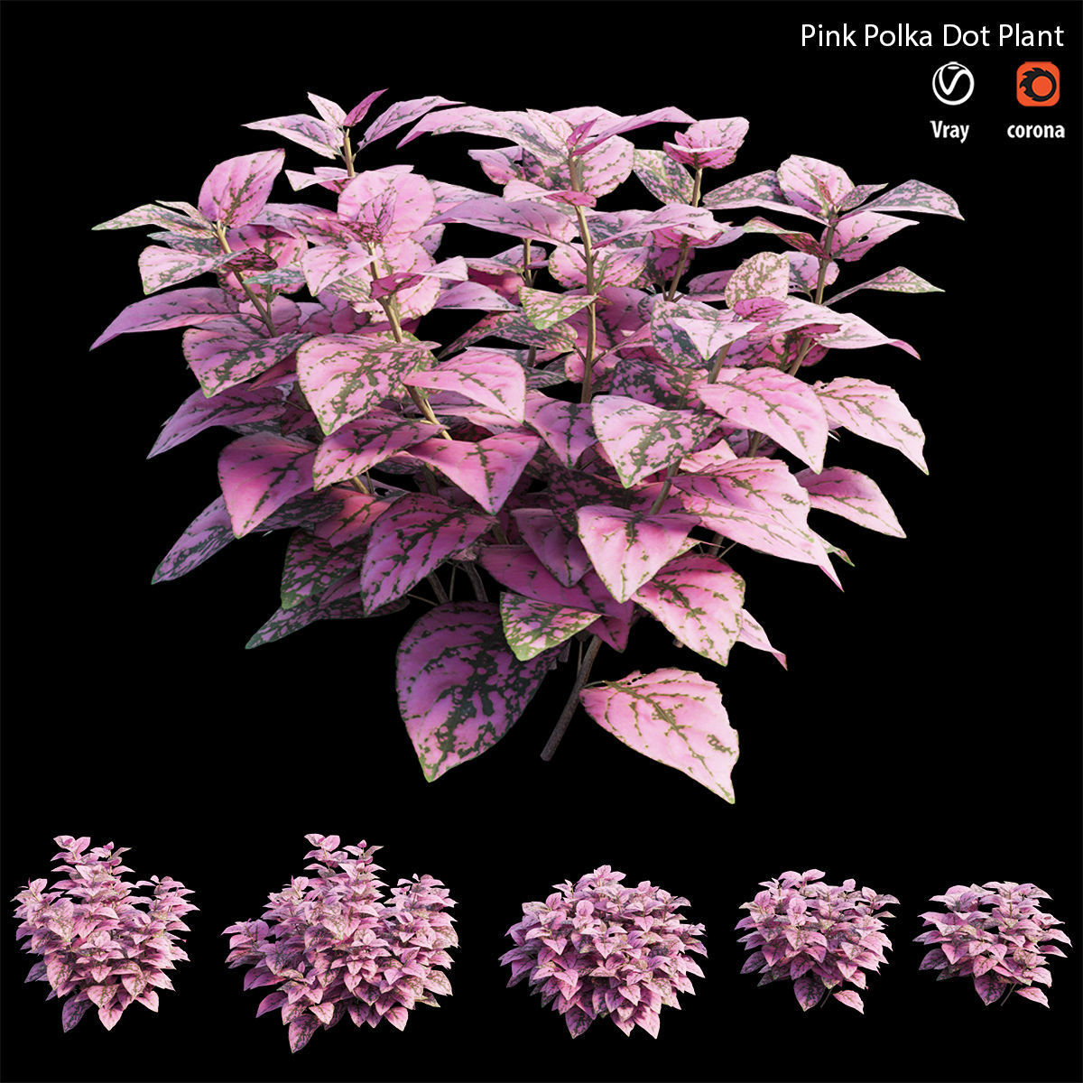 Pink Polka Dot Plant 3D model_1