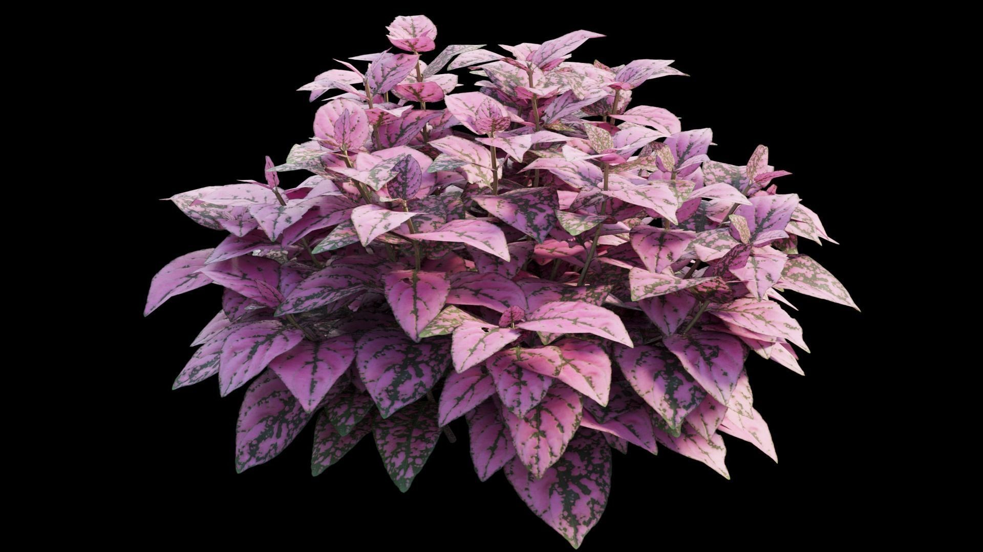 Pink Polka Dot Plant 3D model_7