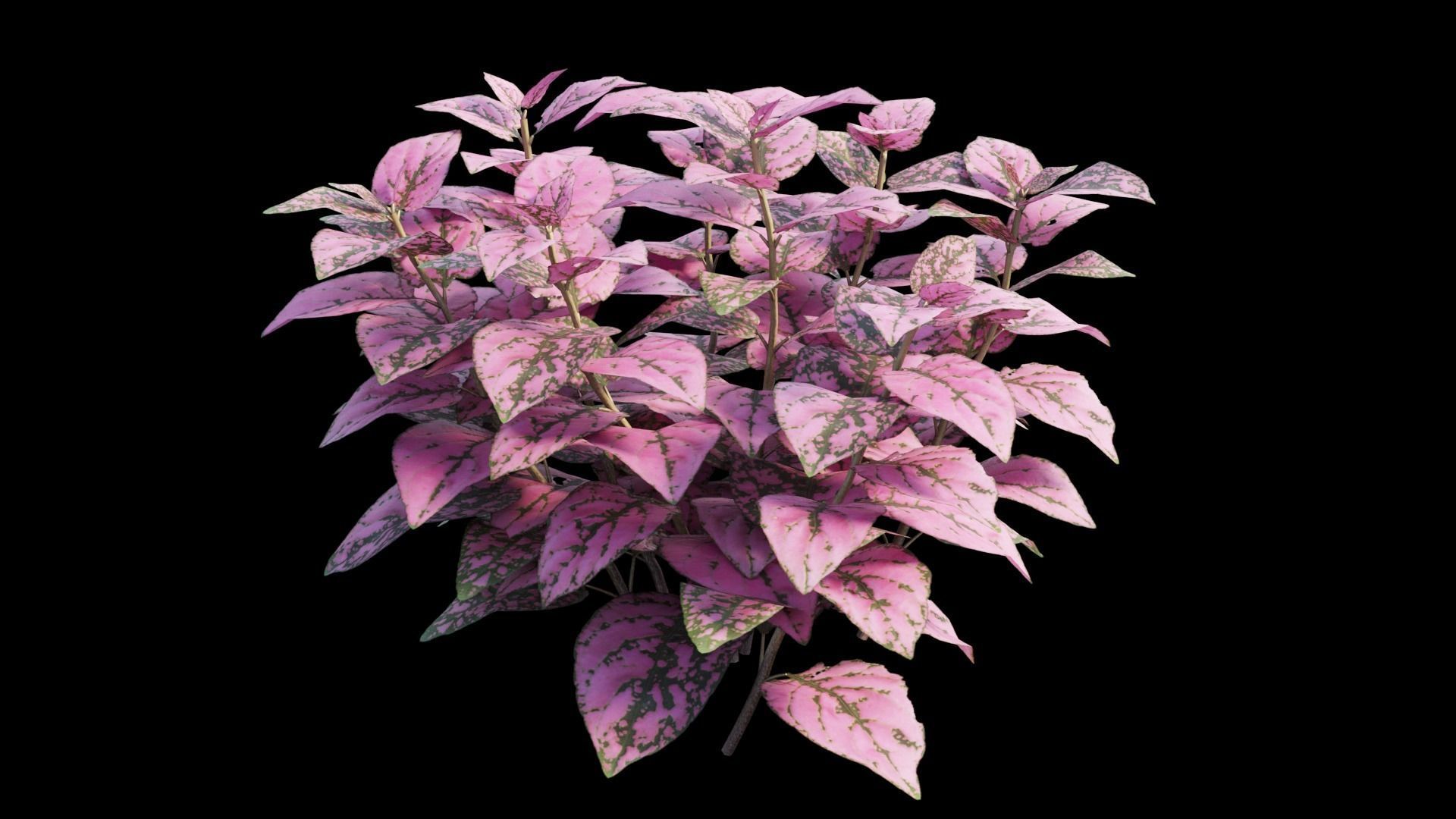 Pink Polka Dot Plant 3D model_6