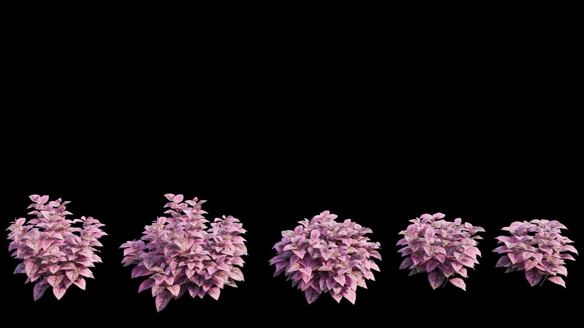 Pink Polka Dot Plant 3D model_11