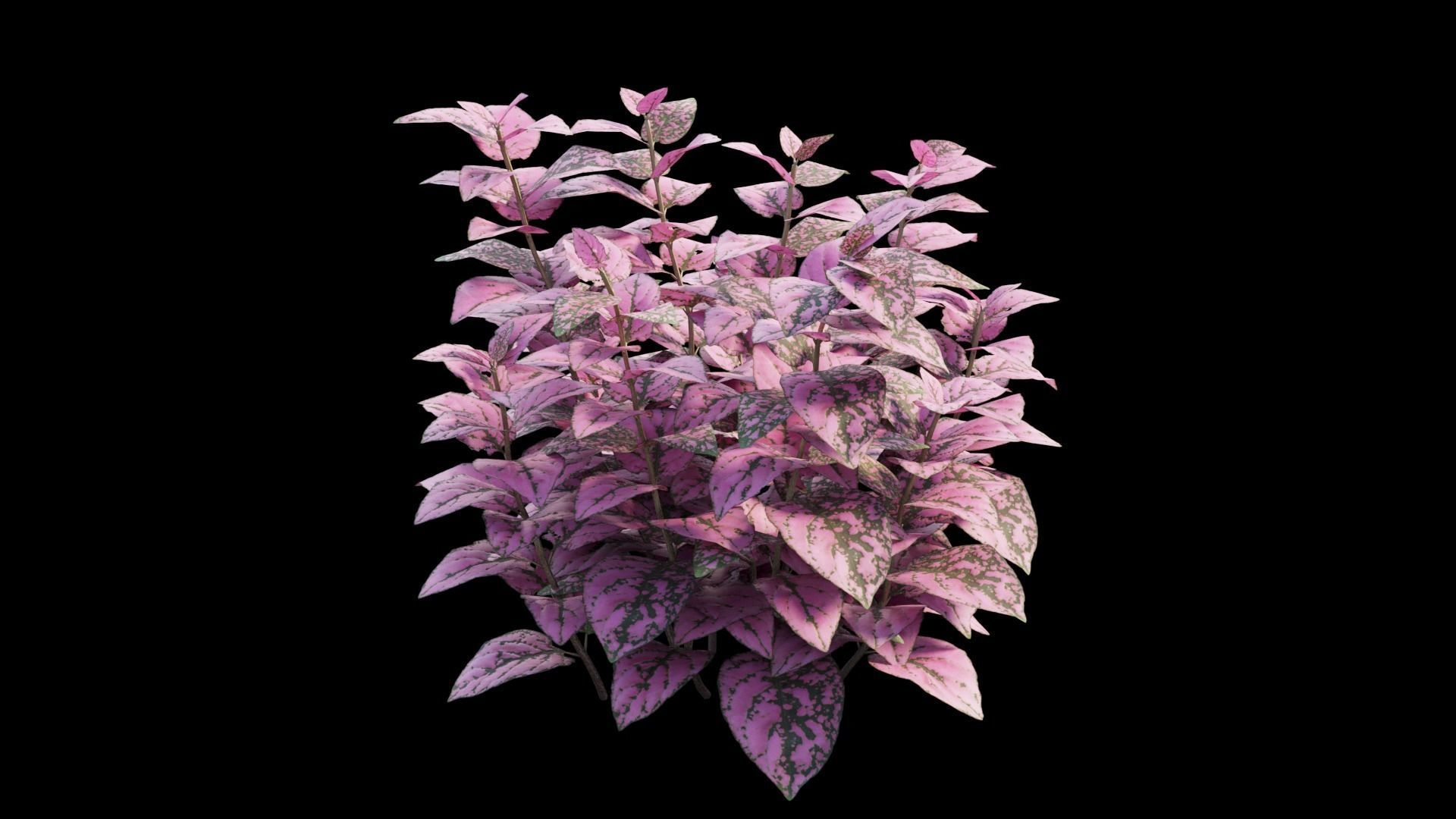Pink Polka Dot Plant 3D model_9
