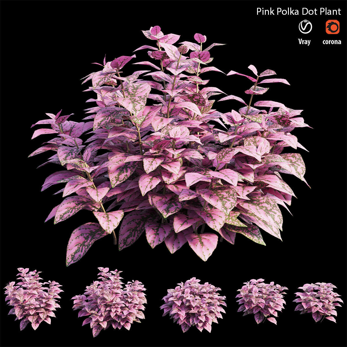 Pink Polka Dot Plant 3D model_3