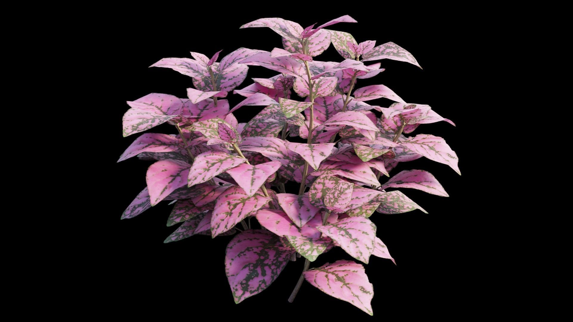 Pink Polka Dot Plant 3D model_5
