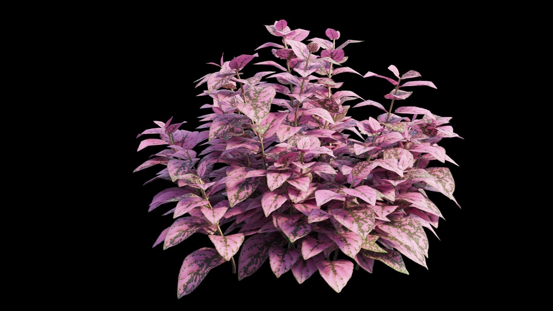 Pink Polka Dot Plant 3D model_8
