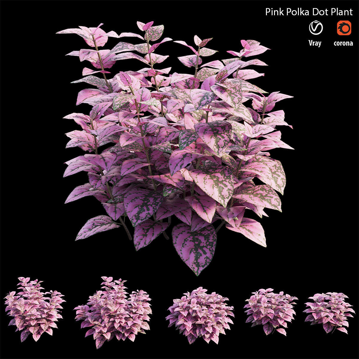 Pink Polka Dot Plant 3D model_4
