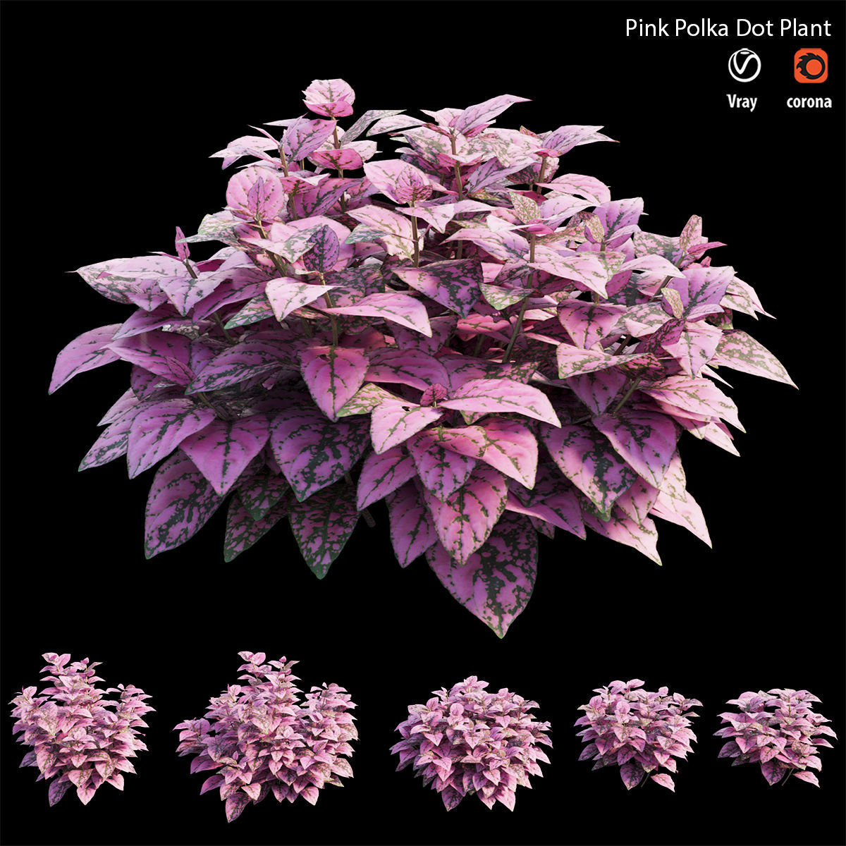 Pink Polka Dot Plant 3D model_2