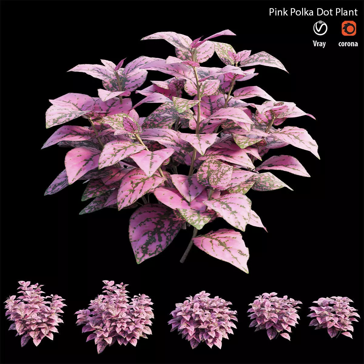 Pink Polka Dot Plant 3D model_0