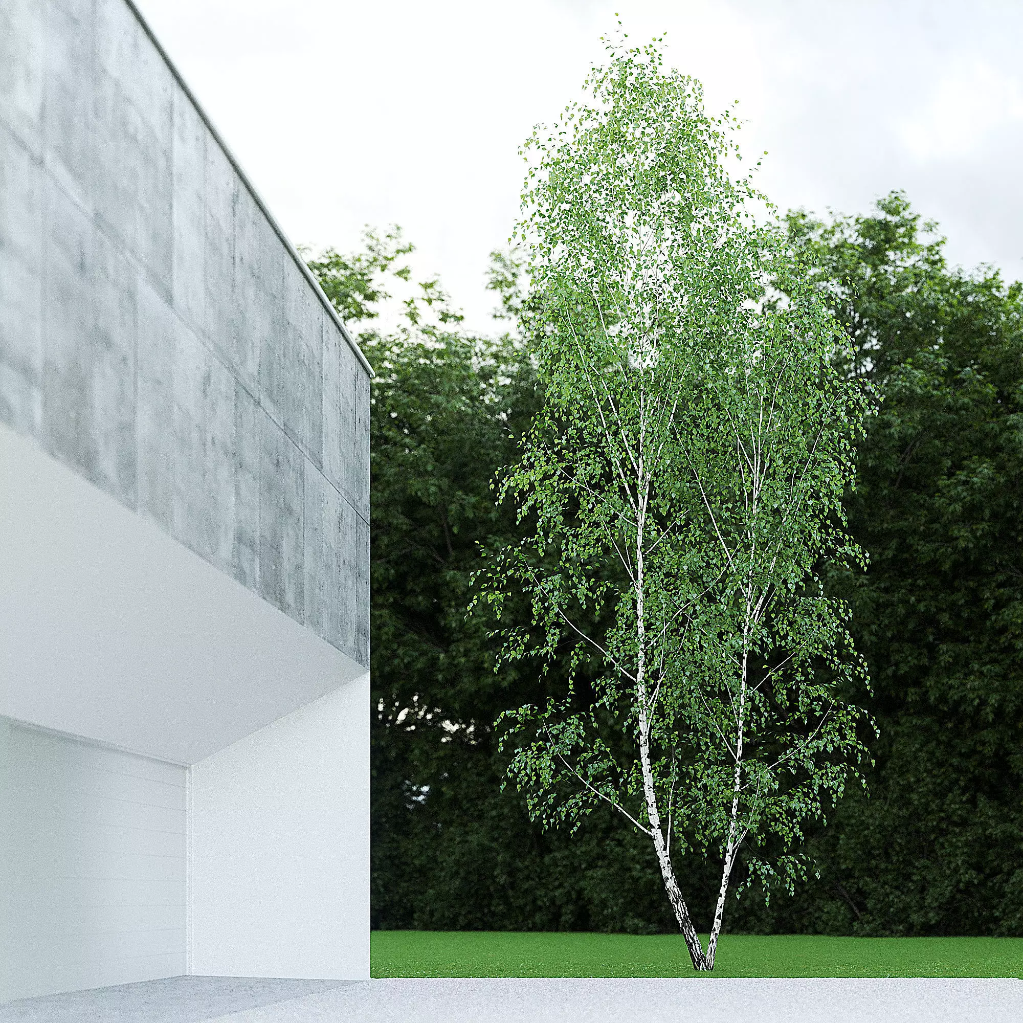 Betula Pendula 12 And A Half m 005 3D model_0