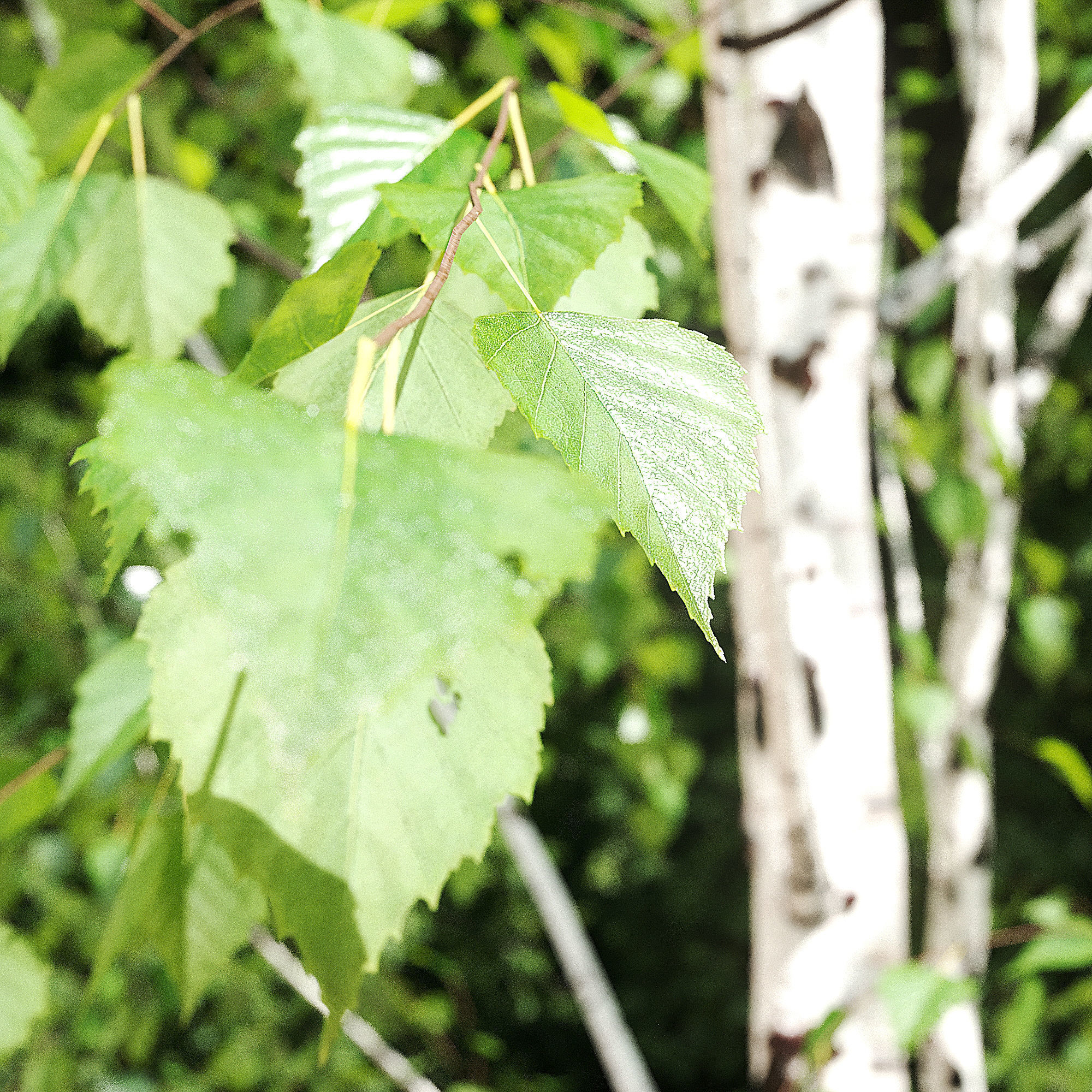 Betula Pendula 12 And A Half m 005 3D model_5