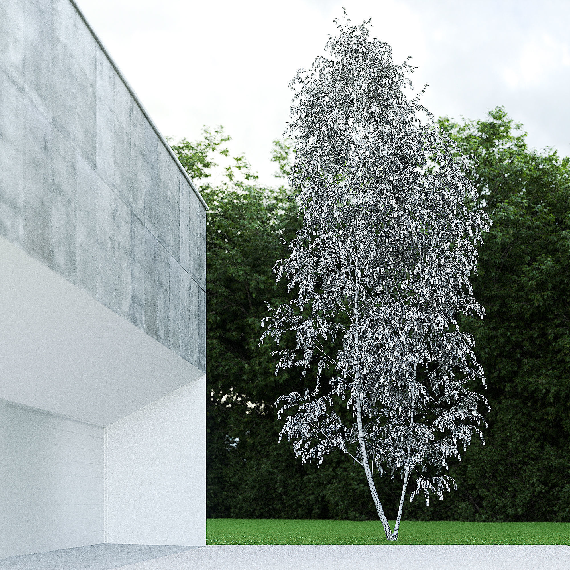 Betula Pendula 12 And A Half m 005 3D model_2
