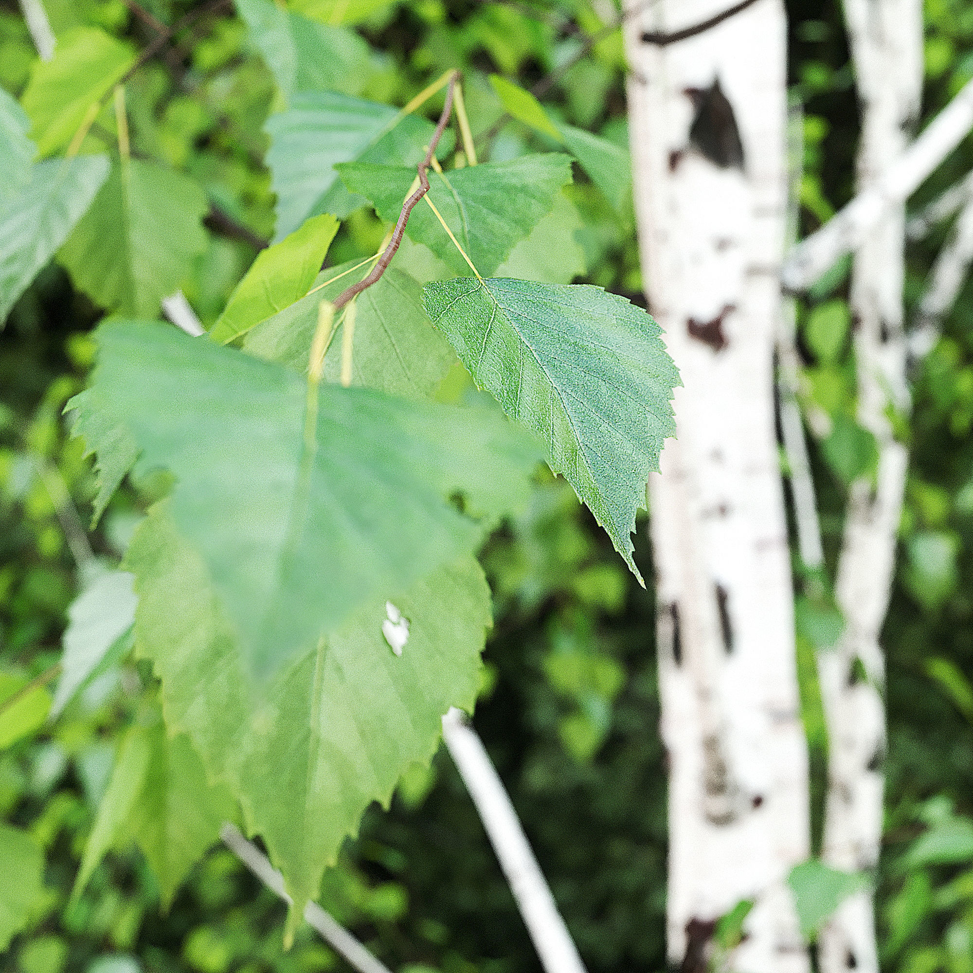 Betula Pendula 12 And A Half m 005 3D model_1