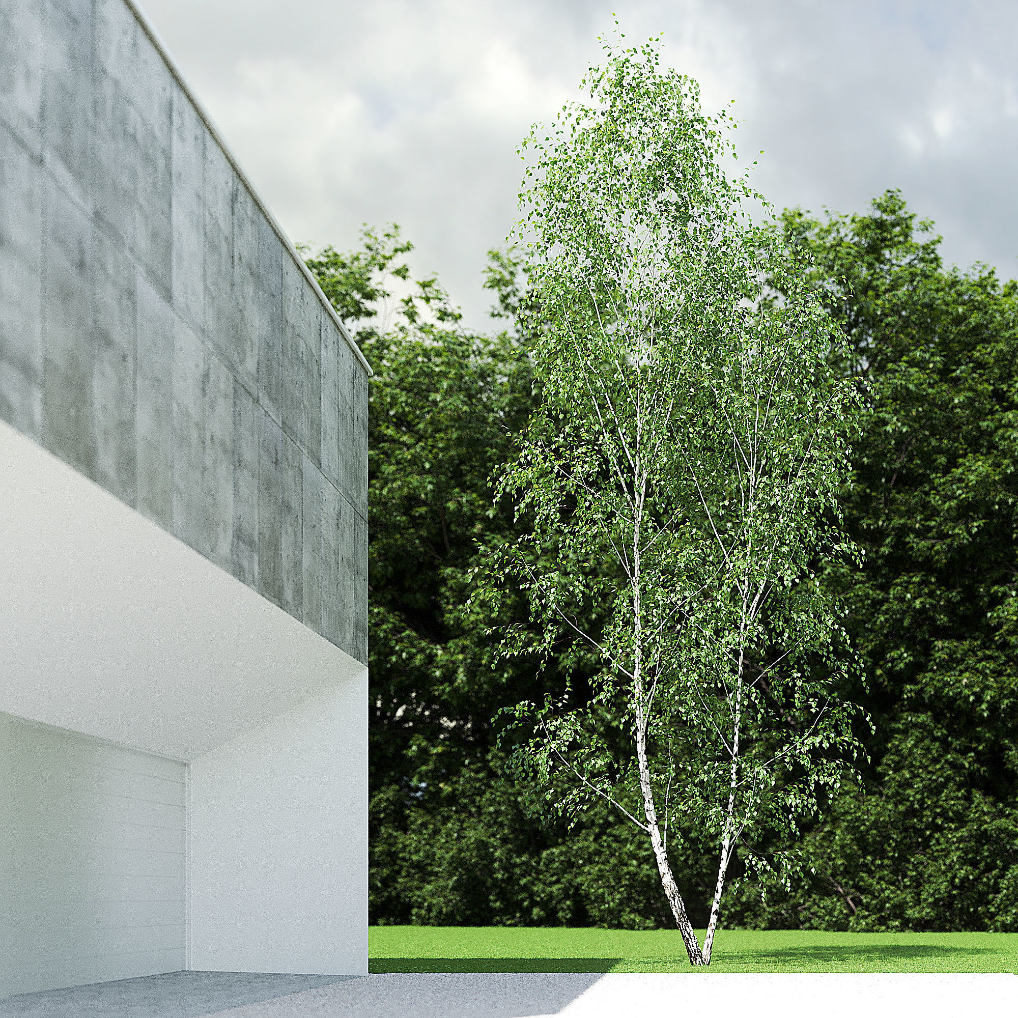Betula Pendula 12 And A Half m 005 3D model_4