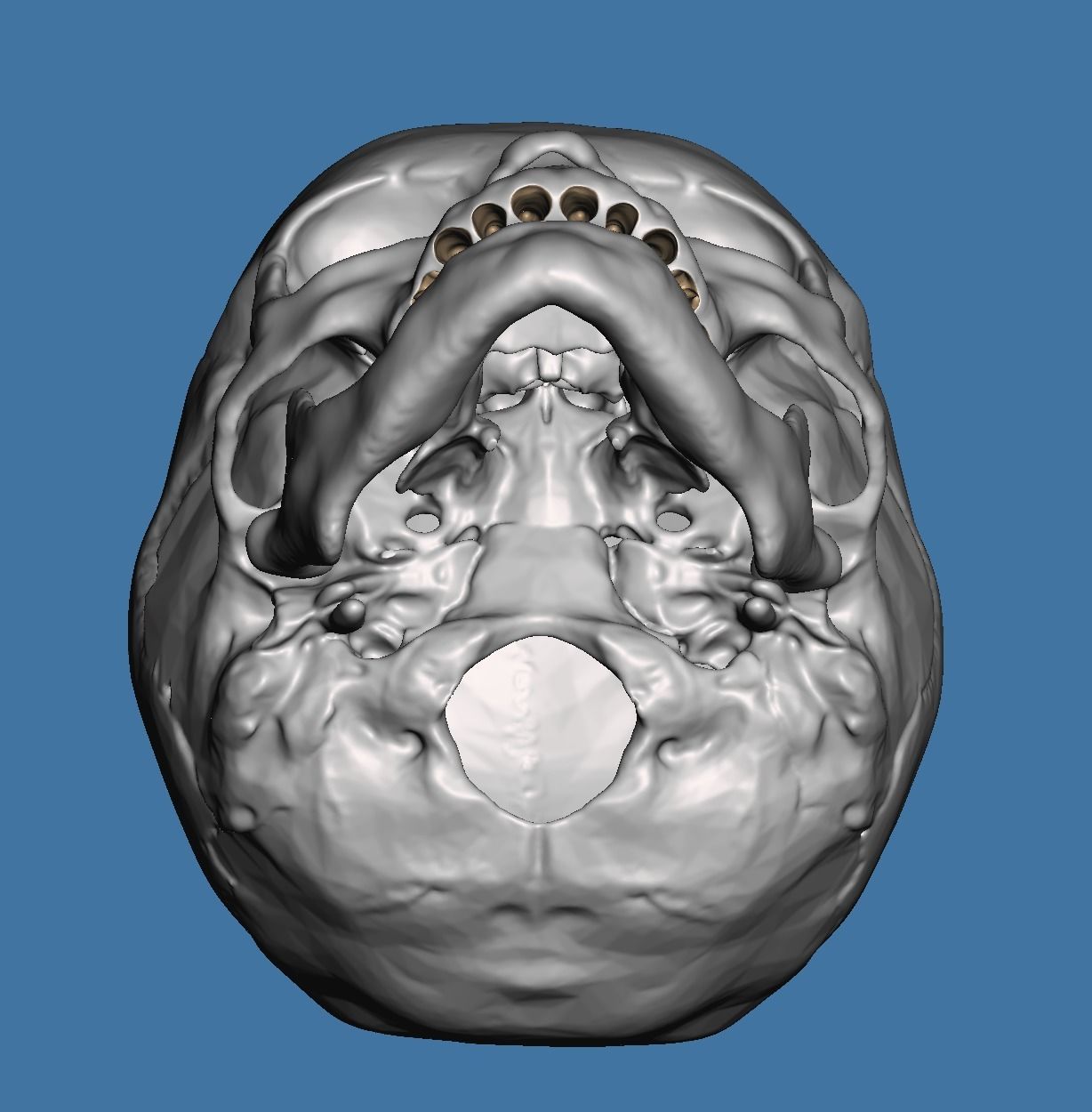 Human child skull anatomy model  no teeth 3D print model_2