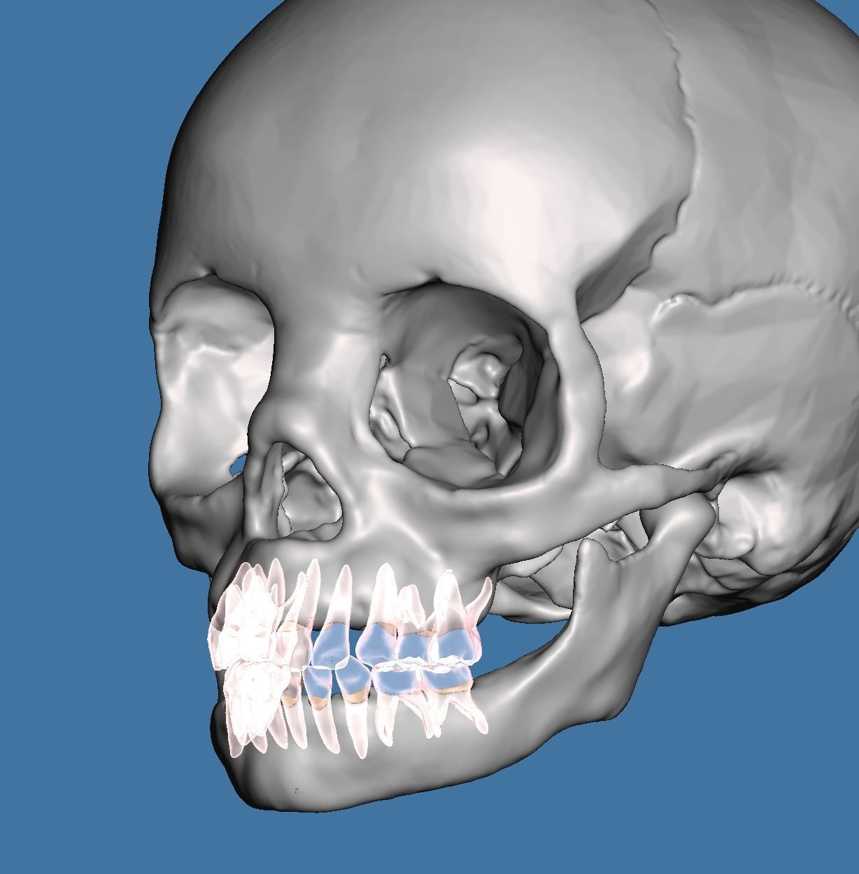 Human child skull anatomy model  no teeth 3D print model_3
