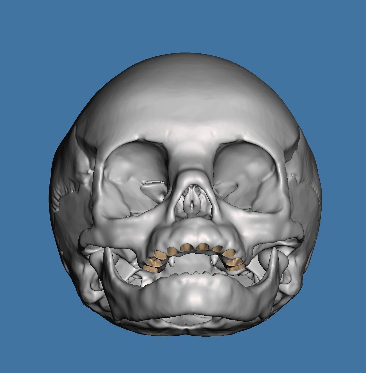 Human child skull anatomy model  no teeth 3D print model_1