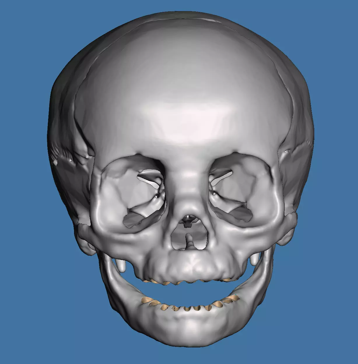 Human child skull anatomy model  no teeth 3D print model_0