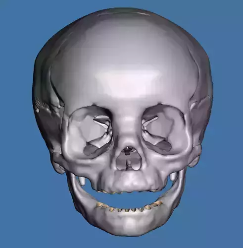 Human child skull anatomy model  no teeth 3D print model