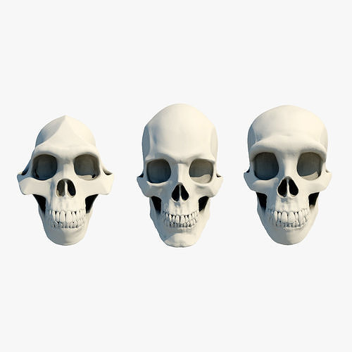 3 Skulls Neanderthal Human and Australopithecus  3D Model Collection