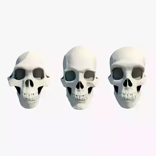 3 Skulls Neanderthal Human and Australopithecus  3D Model Collection