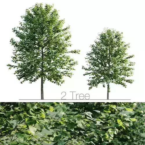 Tilia platyphyllos 8 and 6m