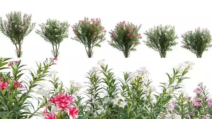 Nerium Oleander - Laurier - 01