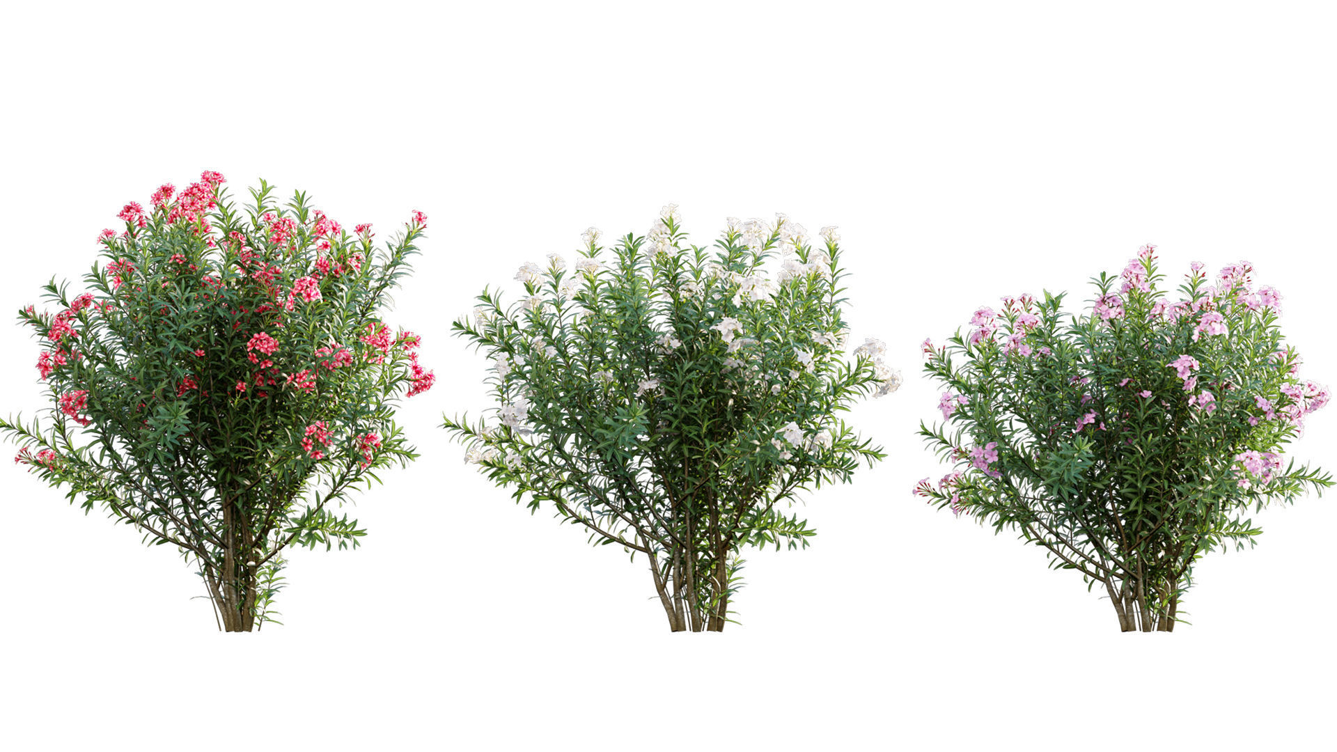 Nerium Oleander - Laurier - 01 3D model_2