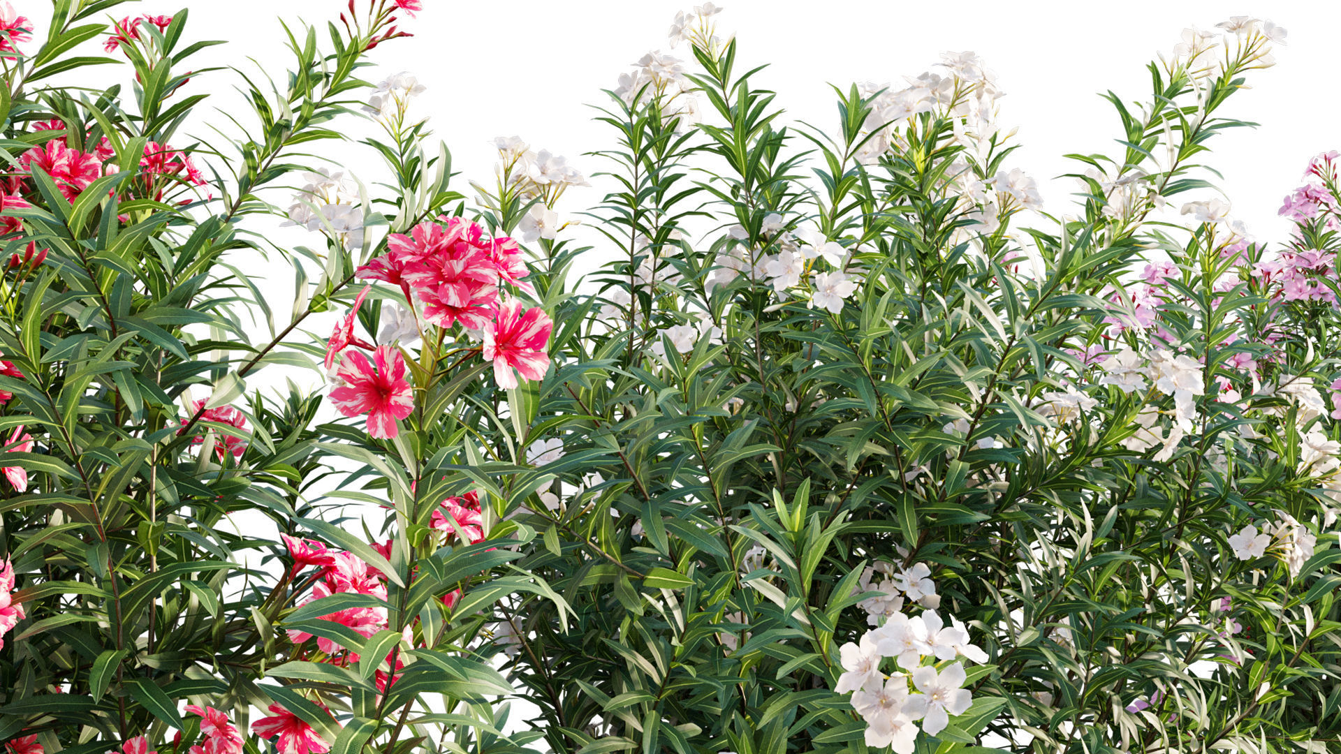 Nerium Oleander - Laurier - 01 3D model_3