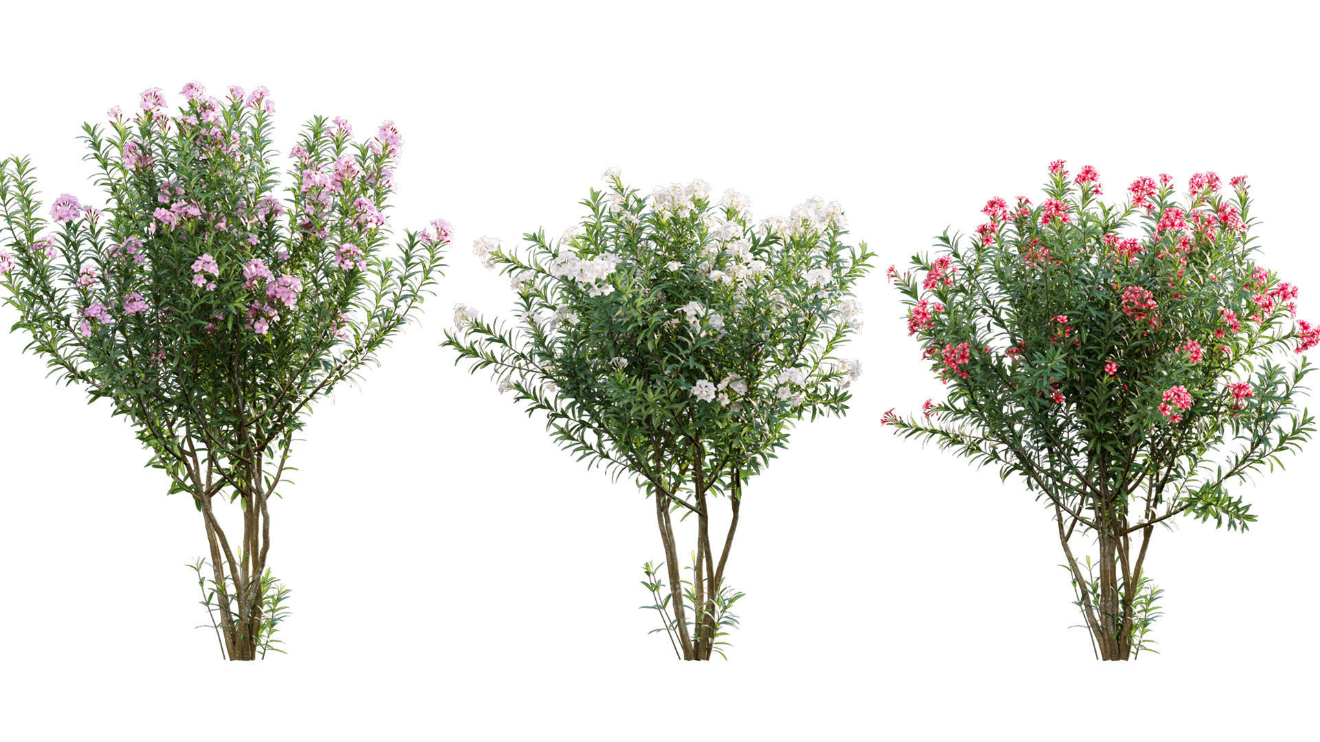 Nerium Oleander - Laurier - 01 3D model_1