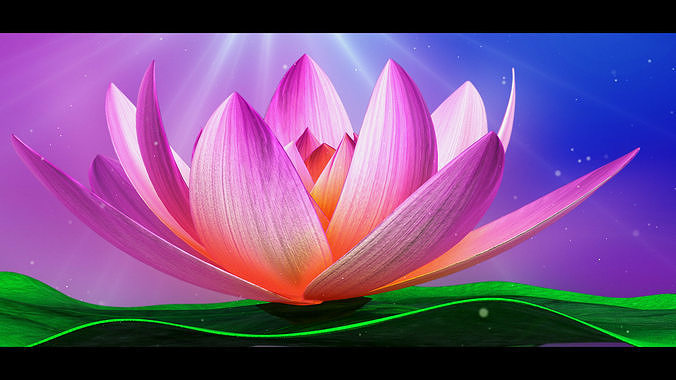 Lotus-Water Lily 3d Animated  3D model