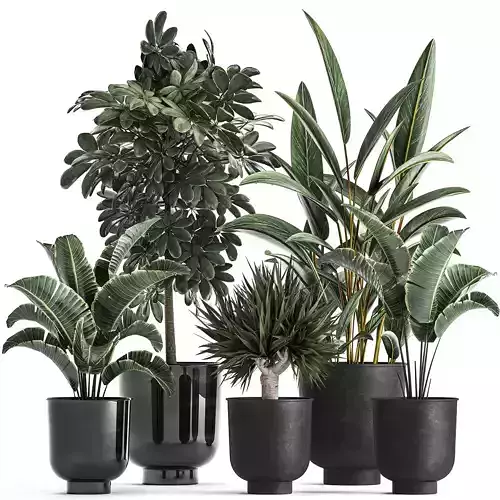 Houseplants in a pot for the interior 843