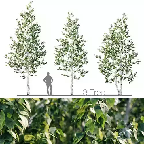 Birch 8m - 7m 3D model