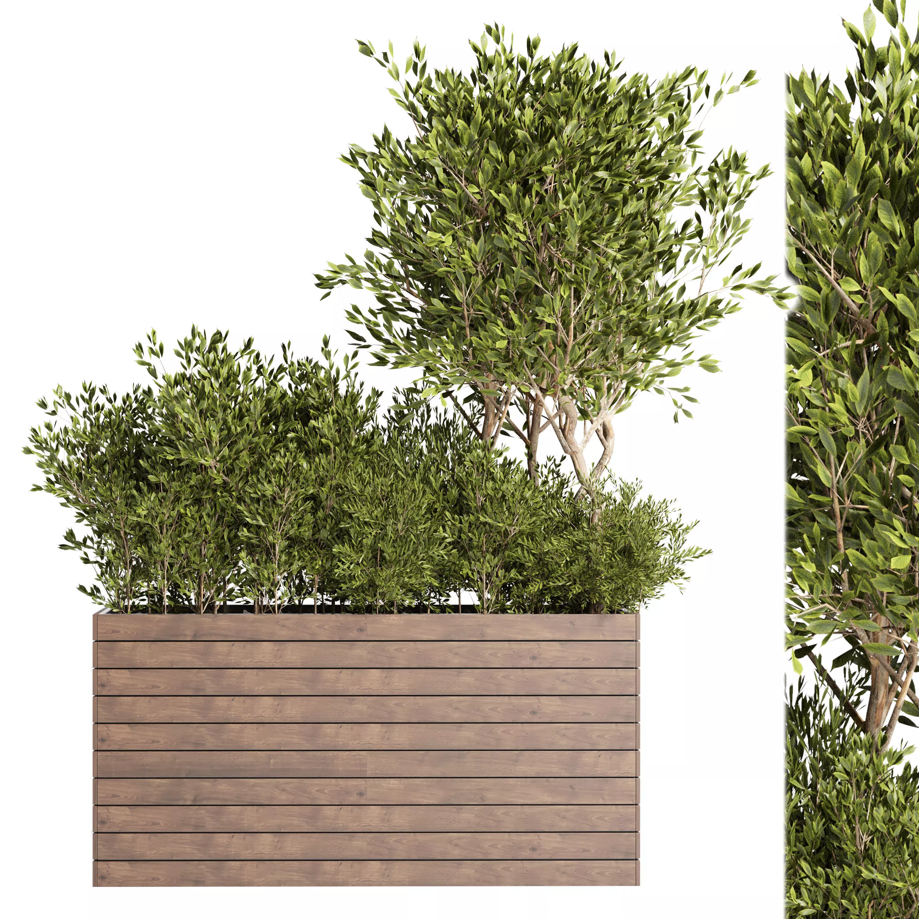 Outdoor plant 10 Low-poly 3D model