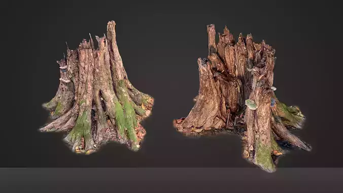 Photorealistic tree root from scan for renders