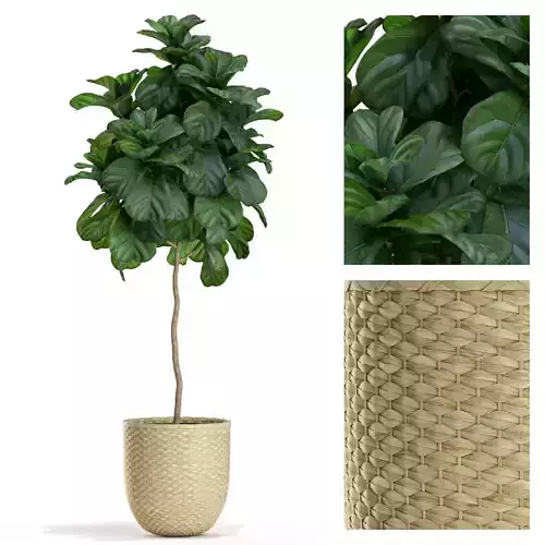 Plants collection 448